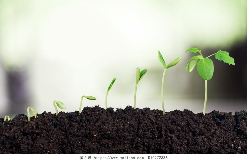 成长新生命的成长土壤泥土绿色树苗种子希望的种子发芽春天种子发芽成长幼苗小芽嫩芽幼芽